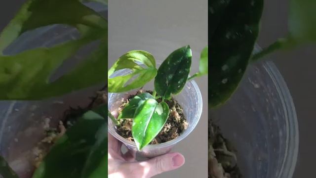 Propagating my Philodendron Melanochrysum due to spider mites 🫠 #faithandfoliage смотреть онлайн