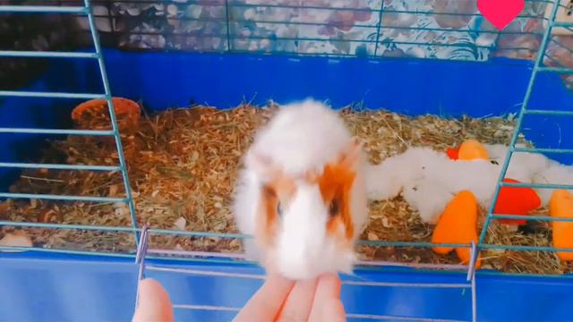 5 интересных фактов о морских свинок которые знали только 20% населения !!!🤩 смотреть онлайн