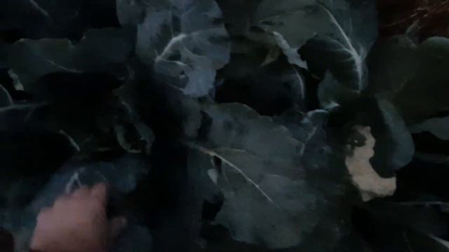 Цветная капуста. Сорта "Барселона" и "Уайтексел" смотреть онлайн