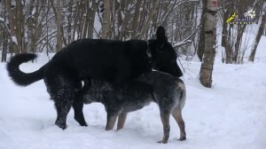 Два кобеля и течная сука, управление поведением, дрессировка собак