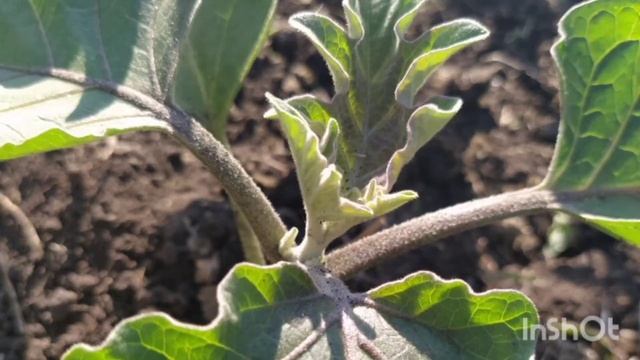 Посадка и уход за огурцами