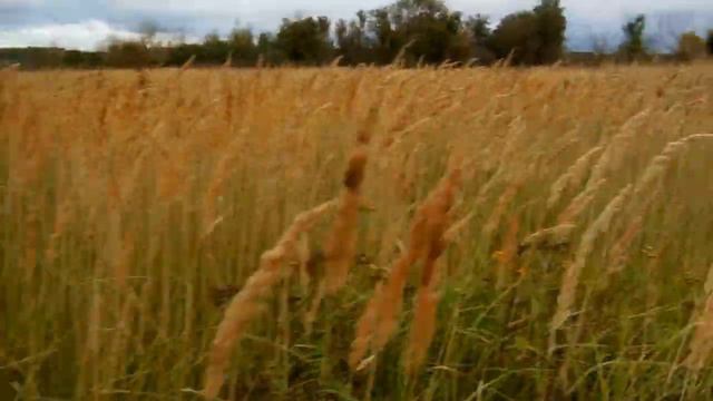 Натаска дратхаара Джесси, куропатка смотреть онлайн