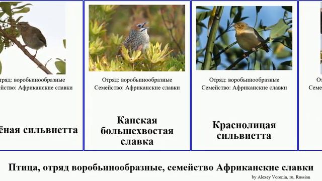 Птица, отряд воробьинообразные, семейство Африканские славки сильвиетта bird славка большехвостая смотреть онлайн