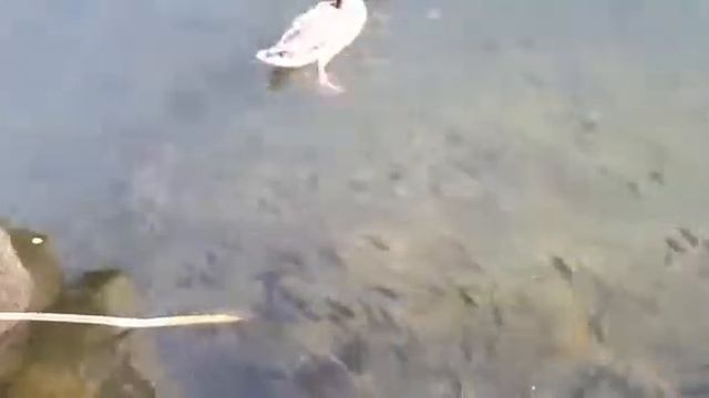 Кормление хлебом уток и рыбок смотреть онлайн