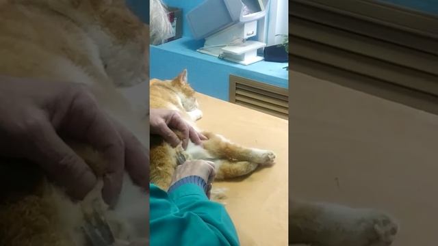 Вот как происходит процедура кастрации кота