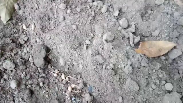 Зелёный борщ осенью. Вынужденная посадка озимого лука (остальной попозже). смотреть онлайн