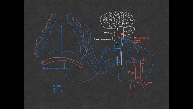 Фізіологія. Нервова регуляція дихання смотреть онлайн