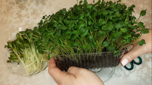 Обалденный коктейль с микрогрином, вкусно и полезно. Мой огород на балконе. смотреть онлайн
