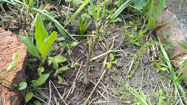 Грецкий орех дал росток. #грецкийорех,#сад, #проращиваниегрецкогоореха, #грецкийорехвыращивание. смотреть онлайн