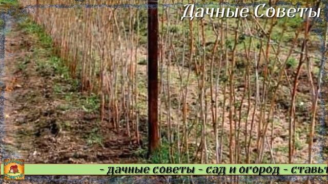 Подкормите этим удобрением МАЛИНУ и будете собирать урожай ведрами раньше срока Лучшая подкормк смотреть онлайн