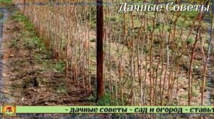 Подкормите этим удобрением МАЛИНУ и будете собирать урожай ведрами раньше срока Лучшая подкормк