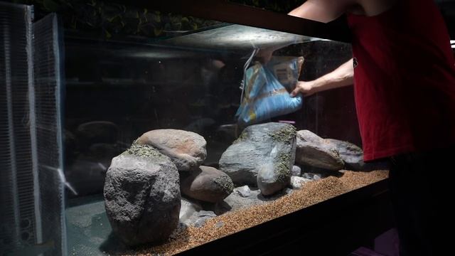 The ultimate oscar fish aquarium! смотреть онлайн