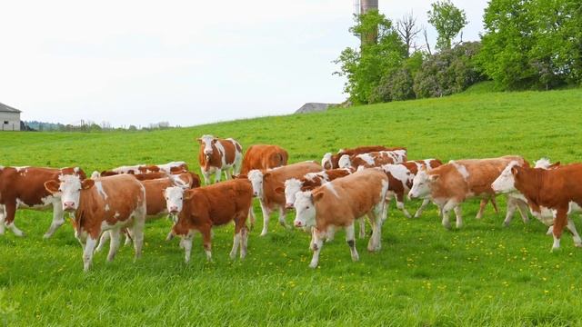 Музыка для исцеления всех болей тела, души и духа ? Успокаивающая, расслабляющая музыка смотреть онлайн