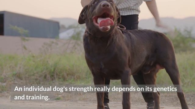 How Strong Is A Cane Corso? Find Out Here смотреть онлайн