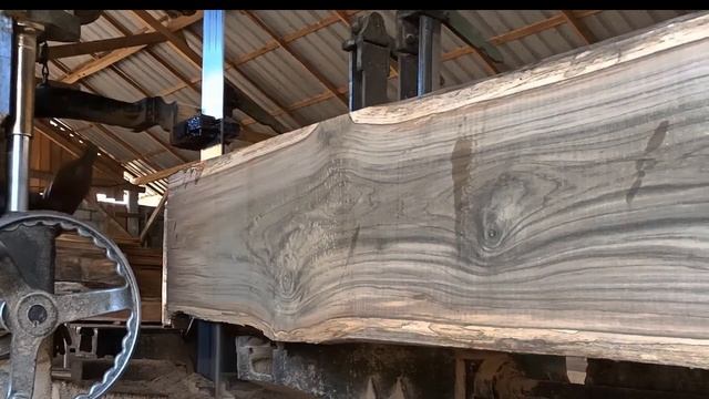 Sawing The Biggest And Most Expensive Teak In The Hands Of The Right People