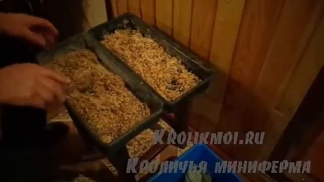 Готовлю корм птице смотреть онлайн