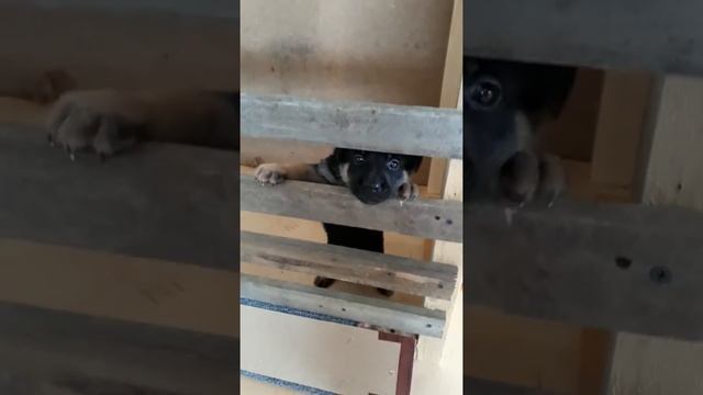 Прикольно!!! Щенок пищит как поросёнок??? смотреть онлайн