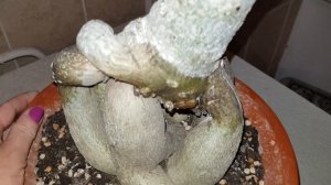 Адениум, обрезка - воск, парафин запрет!!!!!