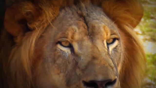 Friguia Park Zoo in Tunisia (HD) смотреть онлайн