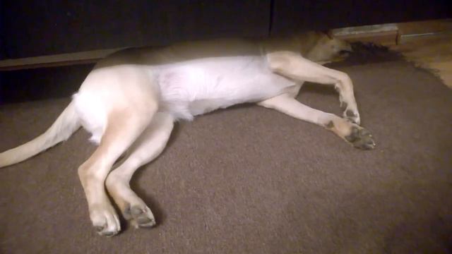 Чужой против хищника - Лабрадор охотится на жука / Labrador VS beetle смотреть онлайн