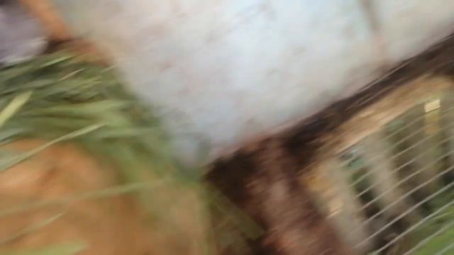 \ номер 9/ вычищение клеток у кроликов 🐇🐰💎 смотреть онлайн