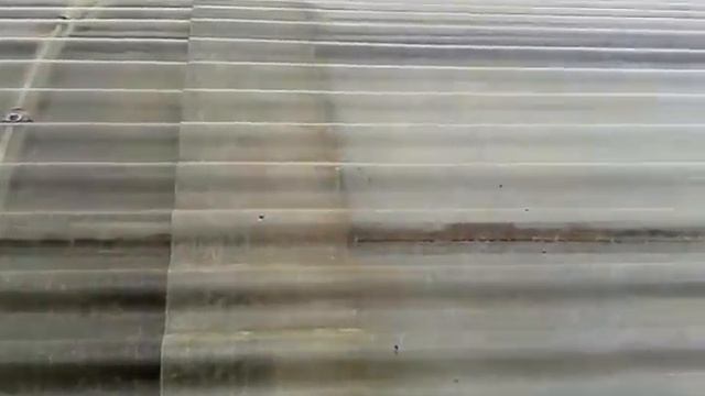 теплица, вместо плёнки: гибкий-прозрачный шифер