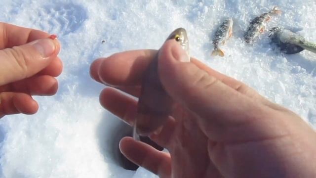 ОБРЫБИЛИСЬ ОТ ДУШИ! РЫБАЛКА НА ОКУНЯ В КОНЦЕ ФЕВРАЛЯ! ( Оз. Мостовое ) смотреть онлайн