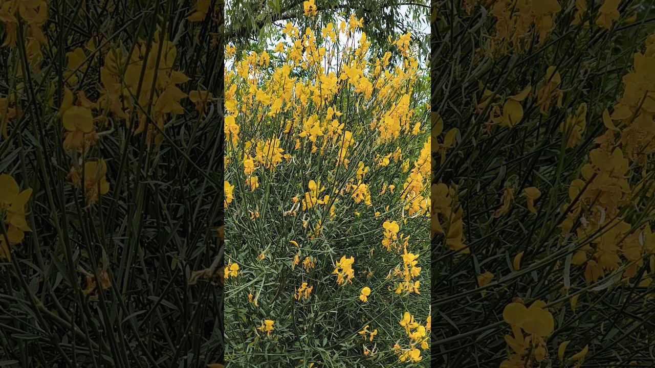 Ядовитый красивый желтый кустарник Весна Май