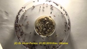 Нашествие Рисового Долгоносика - Как Избавиться?