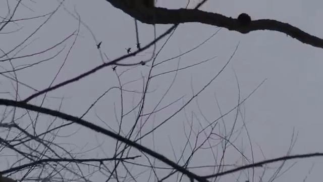 December Duck Hunt: Mallards and Green Wing Teal смотреть онлайн