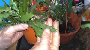 Эпифиллум ангулигер. Эпифитный съедобный кактус с гиганскими цветами. Пересадка в подвесное кашпо