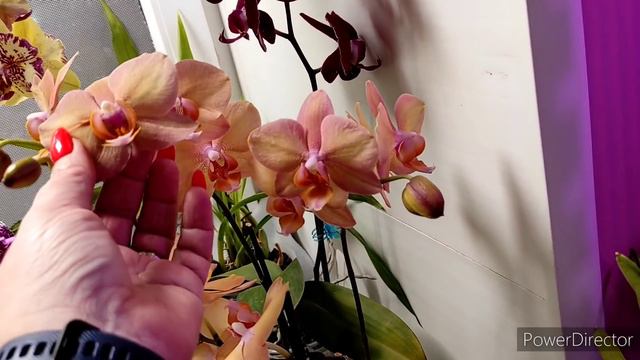 Шикарный обзор на 1 февраля моей цветочной комнаты 😍😍😍😍😍 смотреть онлайн