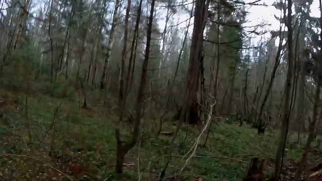 Посадить ель смотреть онлайн