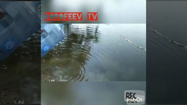Ловля бреднем малька для переселения , окунь , щука, линь. смотреть онлайн