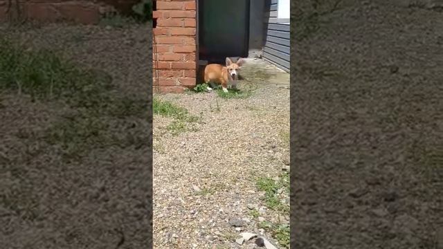 Рыже-белый корги от заводчиков Арви ждёт верного хозяина. смотреть онлайн
