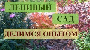 ЛЕНИВЫЙ САД. ДЕЛИМСЯ ОПЫТОМ. An unpretentious garden. Дачный креатив.