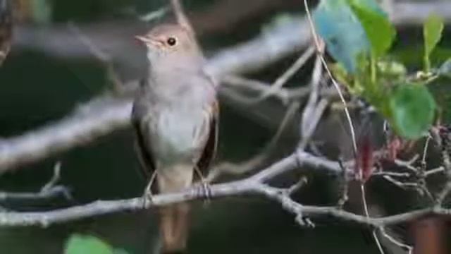 Поющий соловей.