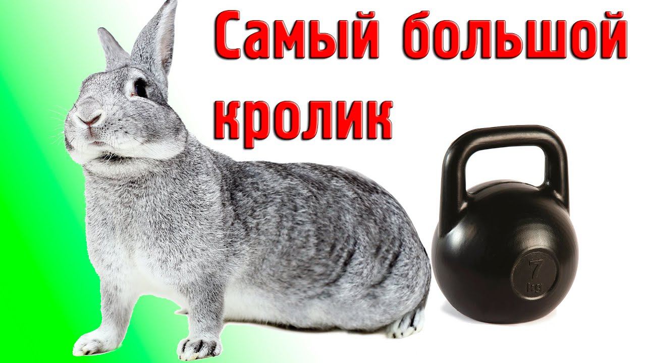 Самый большой кролик! смотреть онлайн