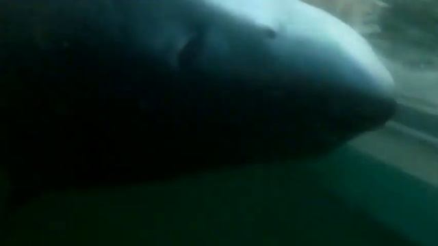 Mako Shark + Blue shark fishing смотреть онлайн