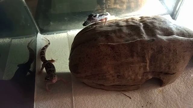 Кормление эублефаров смотреть онлайн