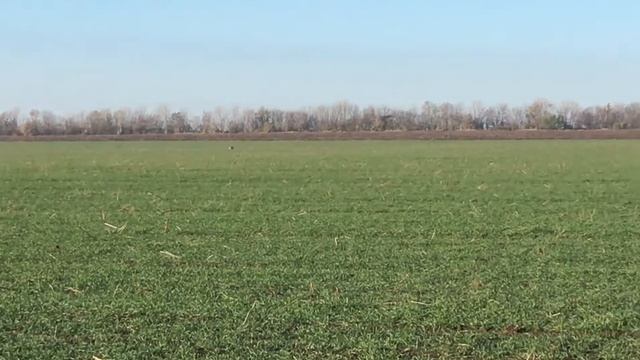 Бук 11.11.18 смотреть онлайн