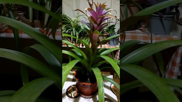 Guzmán-bromélia . (Guzmania) смотреть онлайн