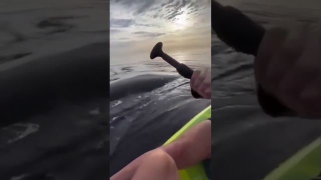 Давай, крути педали, пока хвостом не дали смотреть онлайн