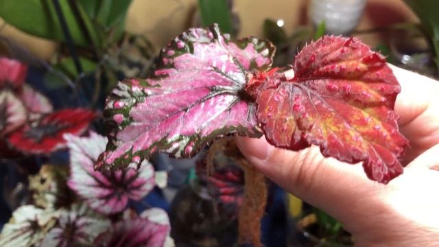 Rex Begonia Water Culture - Update, Propagation And a Newbie! смотреть онлайн
