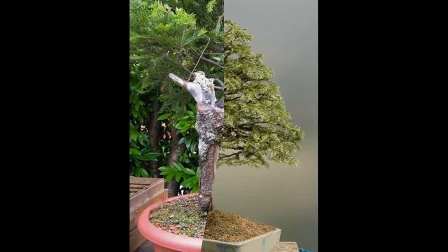 Abies alba - European silver fir смотреть онлайн