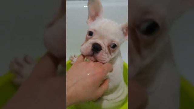 Как НЕ НАДО мыть щенка. смотреть онлайн
