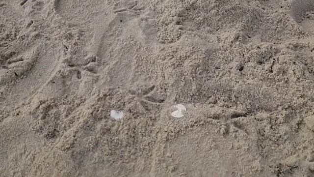 XP DEUS 2 на пляже. ?Жена наносит 