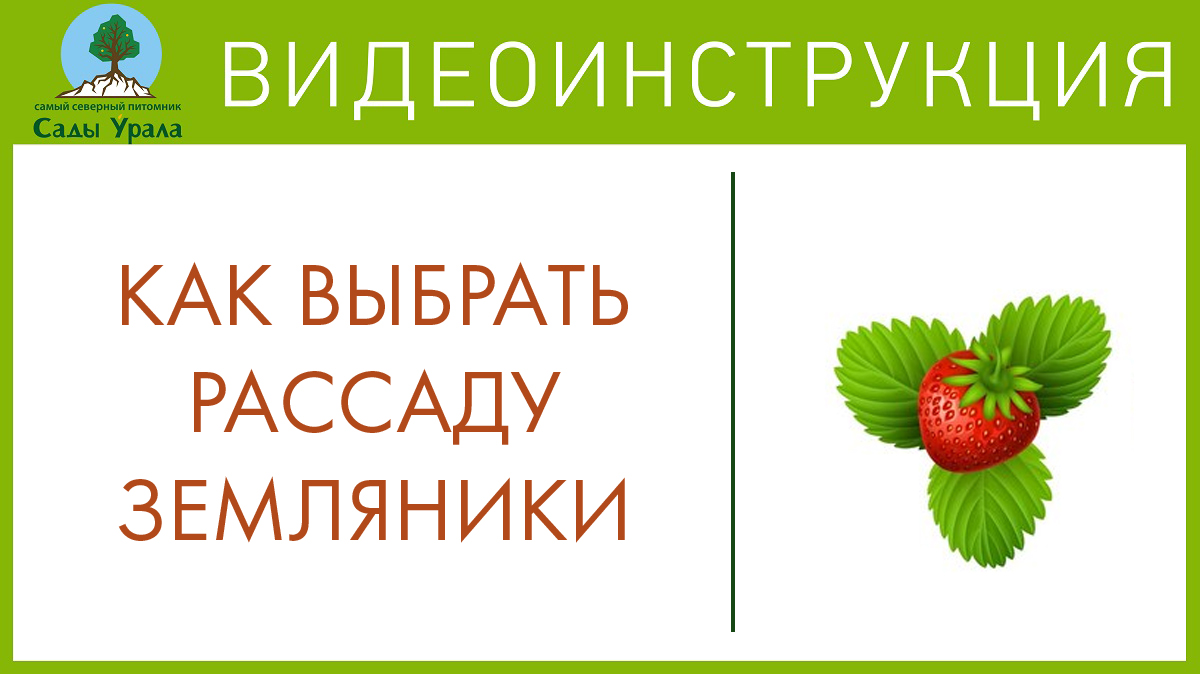 Рассада земляники в питомнике Сады Урала. Телепередача Земля Уральская. Архив 23.06.2011 смотреть онлайн