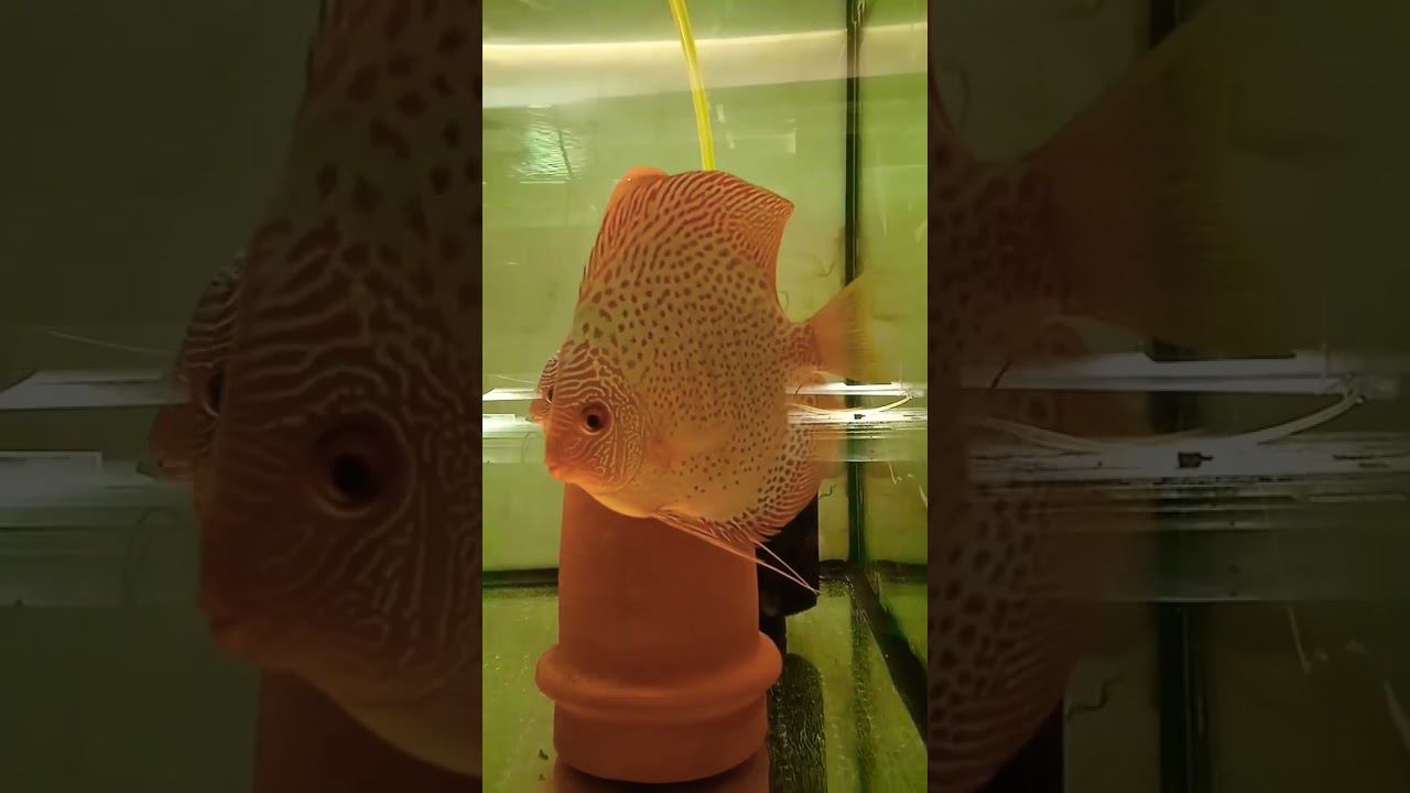 Перепаровка Леопардов #fish #discus #aquarium #shorts смотреть онлайн
