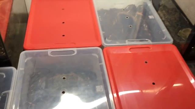 Giant Spiders! Meet my 6 Goliath Birdeater Tarantulas! смотреть онлайн